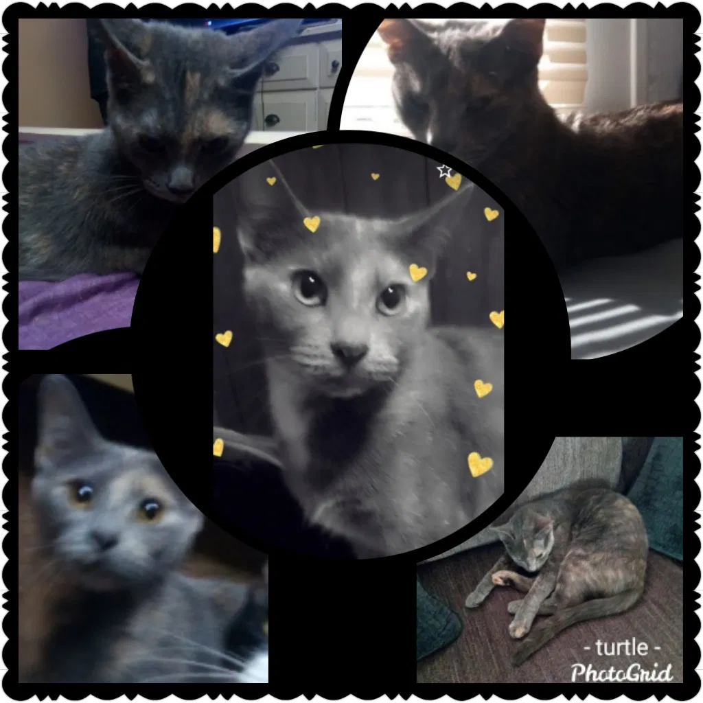 Lost cat in Akron, OH, 44312