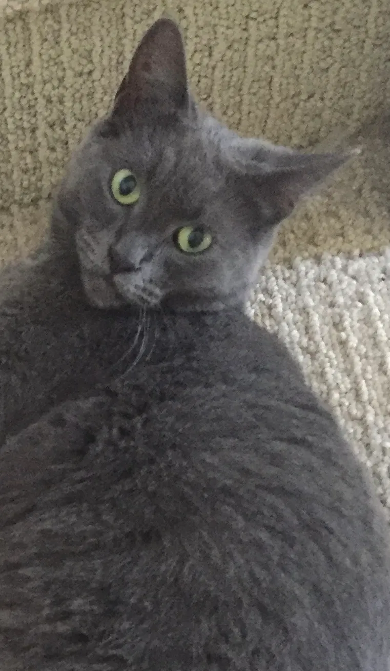 Lost cat in Elk Grove, CA, 95757