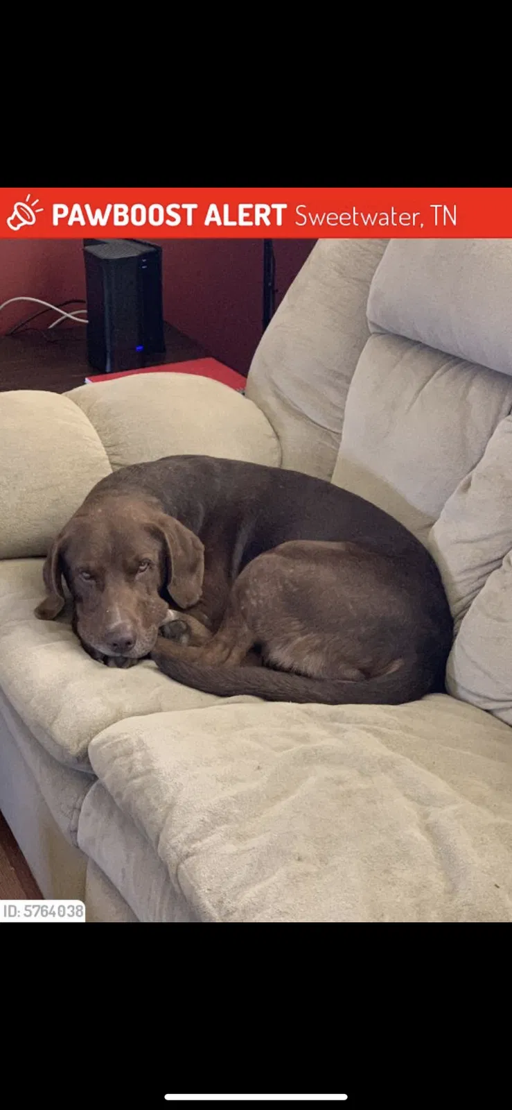 Lost dog in Sweetwater, TN, 37874