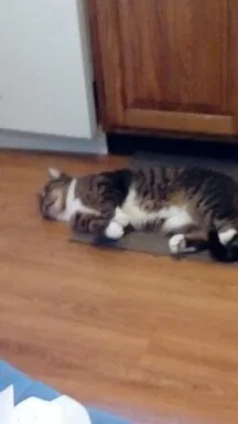 Lost cat in Dayton, OH, 45449