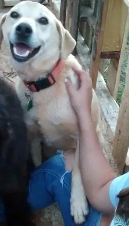 Lost dog in Unknown, VA, 0
