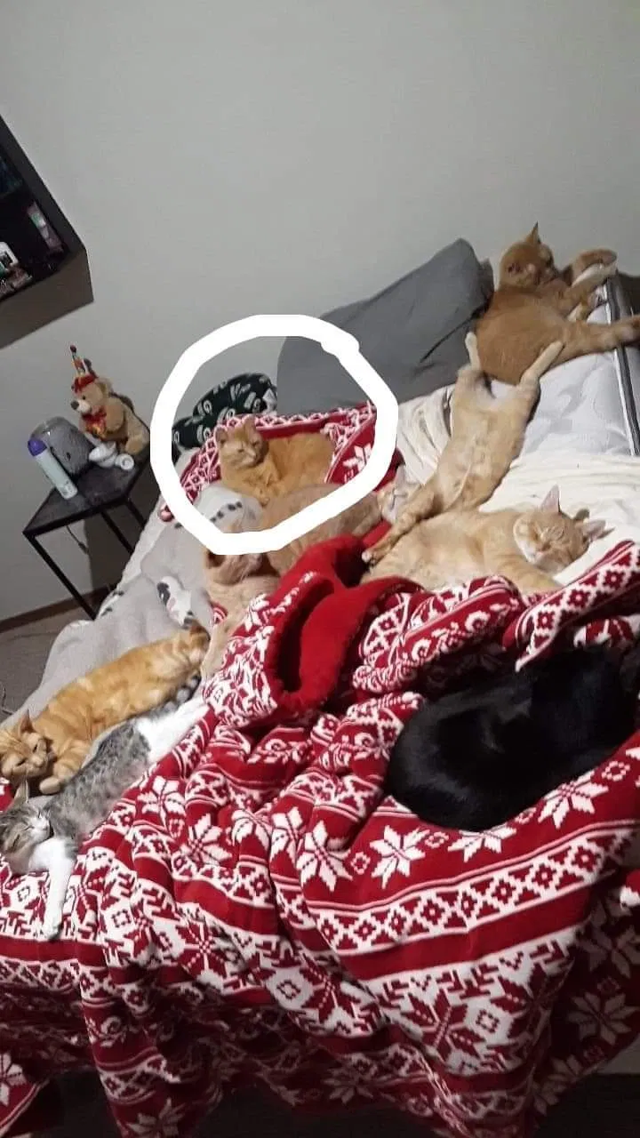 Lost cat in Neenah, WI, 54956