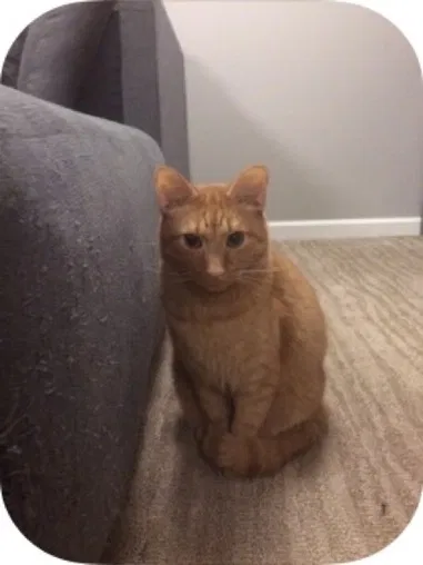 Lost cat in Fort Collins, CO, 80526