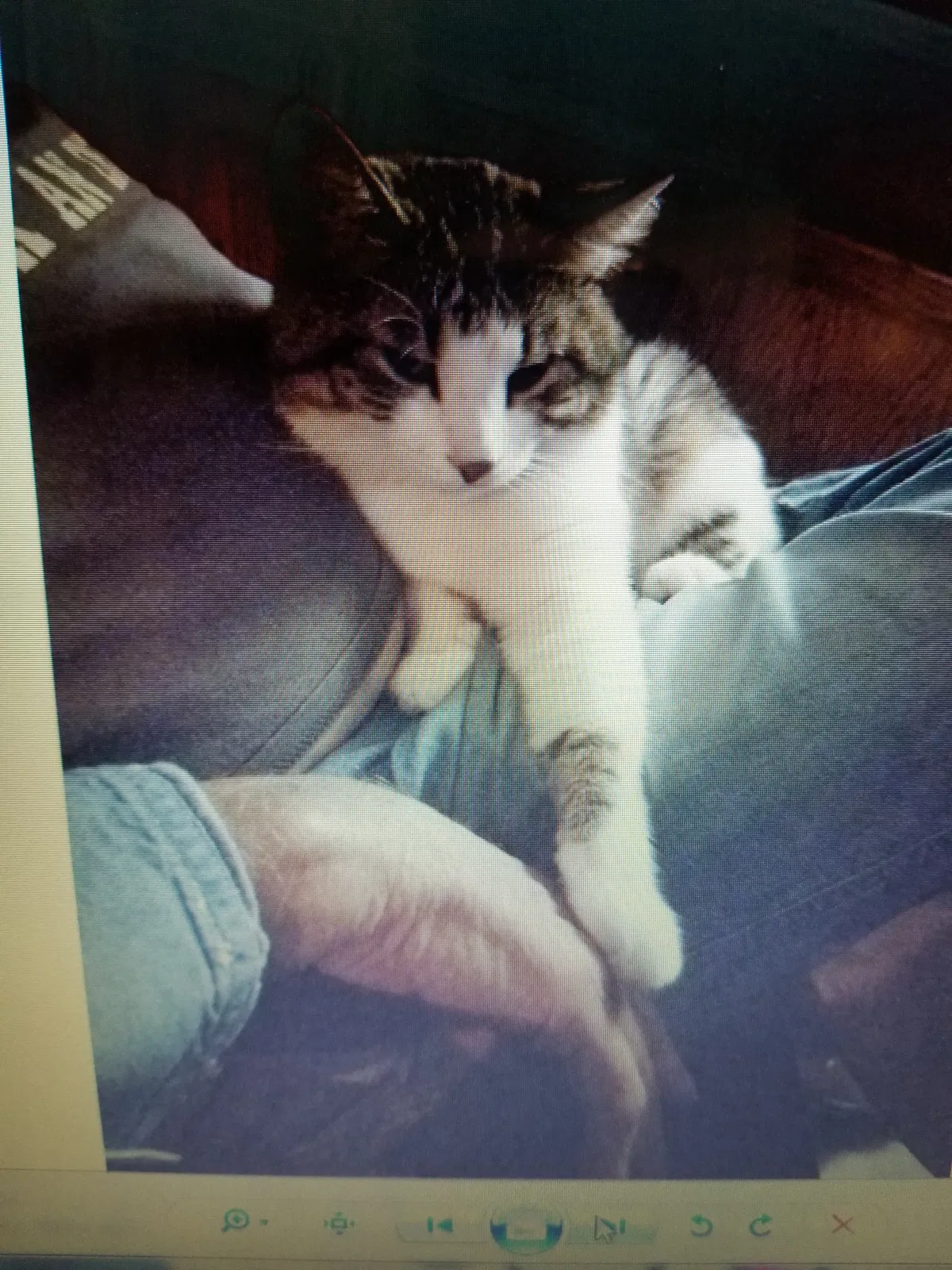 Lost cat in Des Moines, IA, 50315