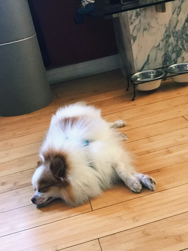 Lost dog in Surfside, CA, 90743