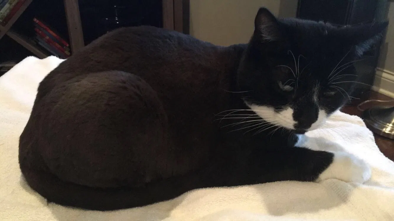 Lost cat in Mount Washington, KY, 40047
