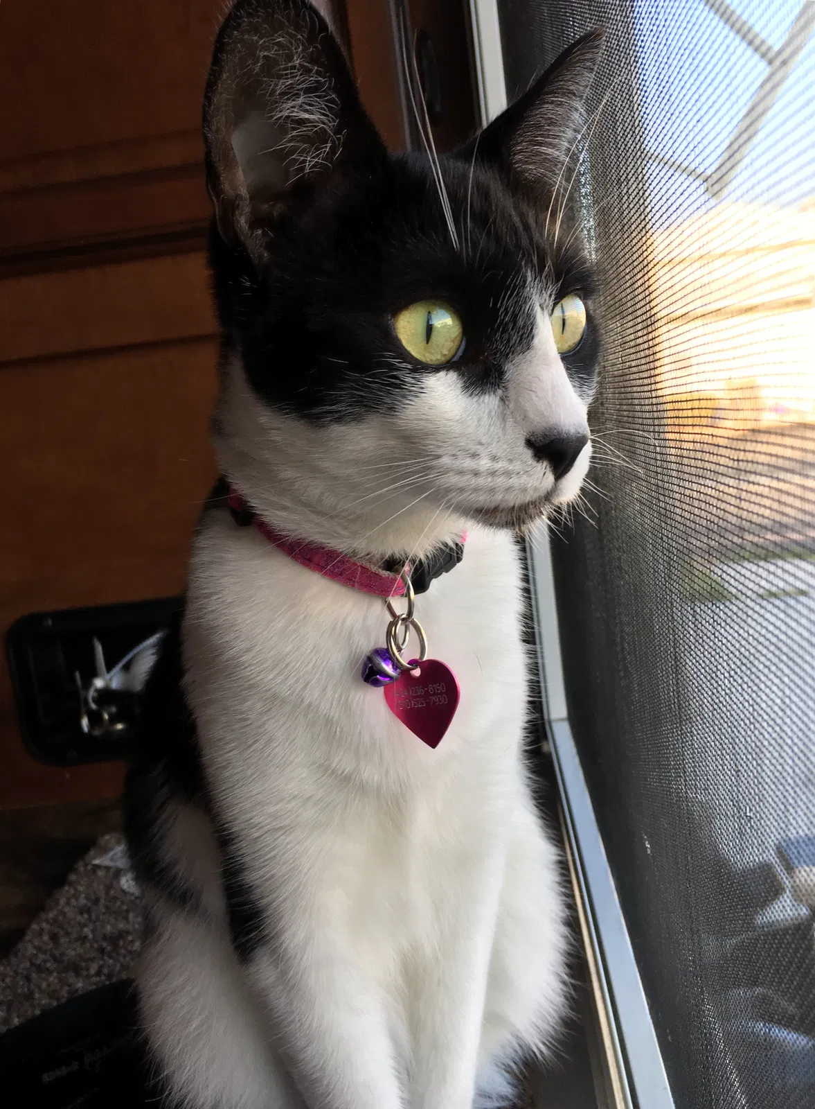 Lost cat in Torrance, CA, 90501