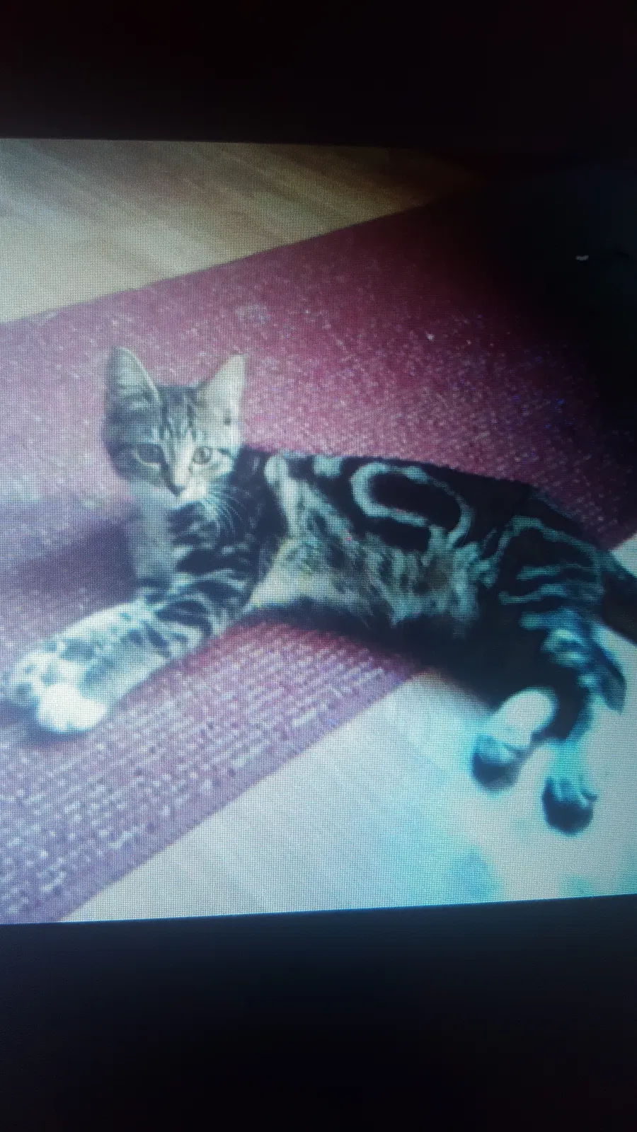 Lost cat in Newport, WA, 99156