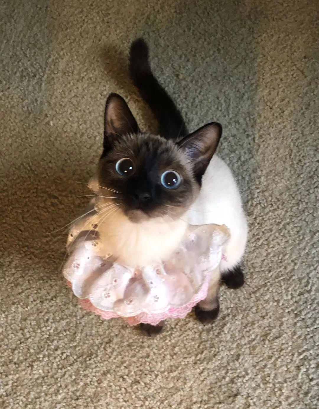 Lost cat in Oxford, OH, 45056