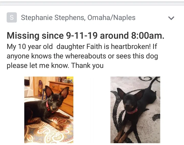 Lost dog in Naples, TX, 75568