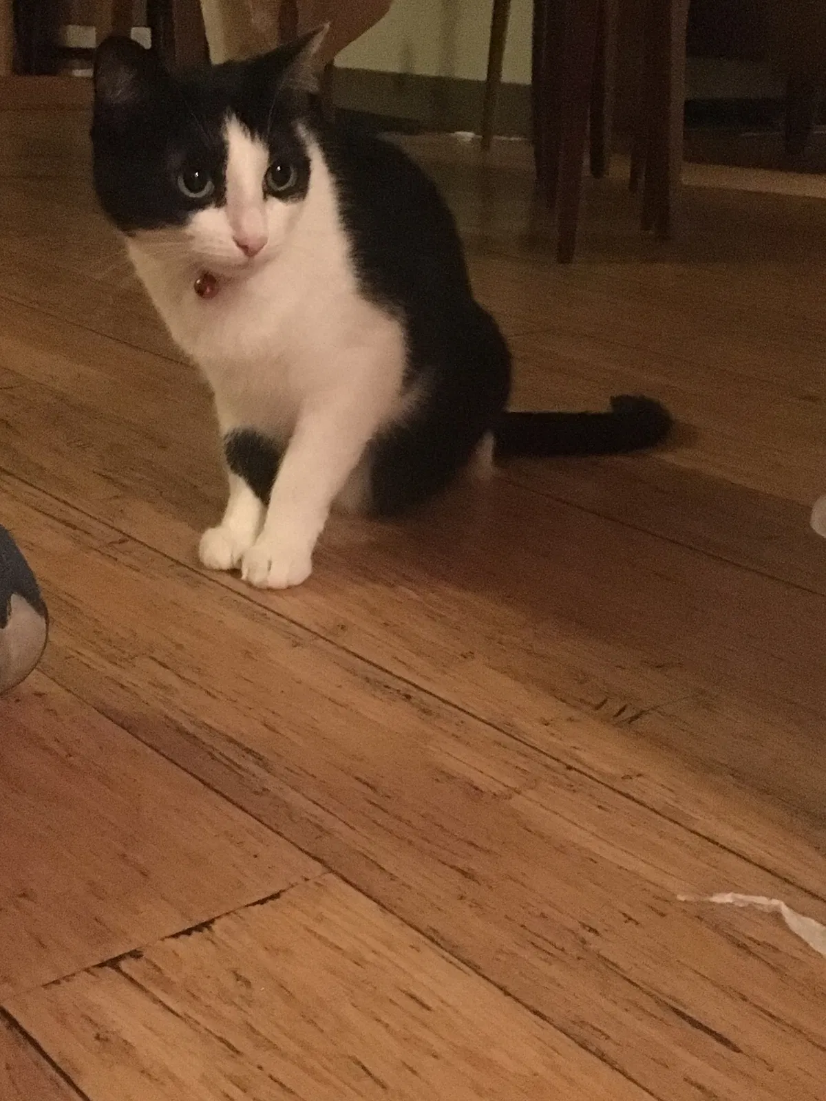 Lost cat in Topanga, CA, 90290