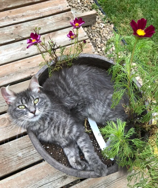 Lost cat in Lindstrom, MN, 55045