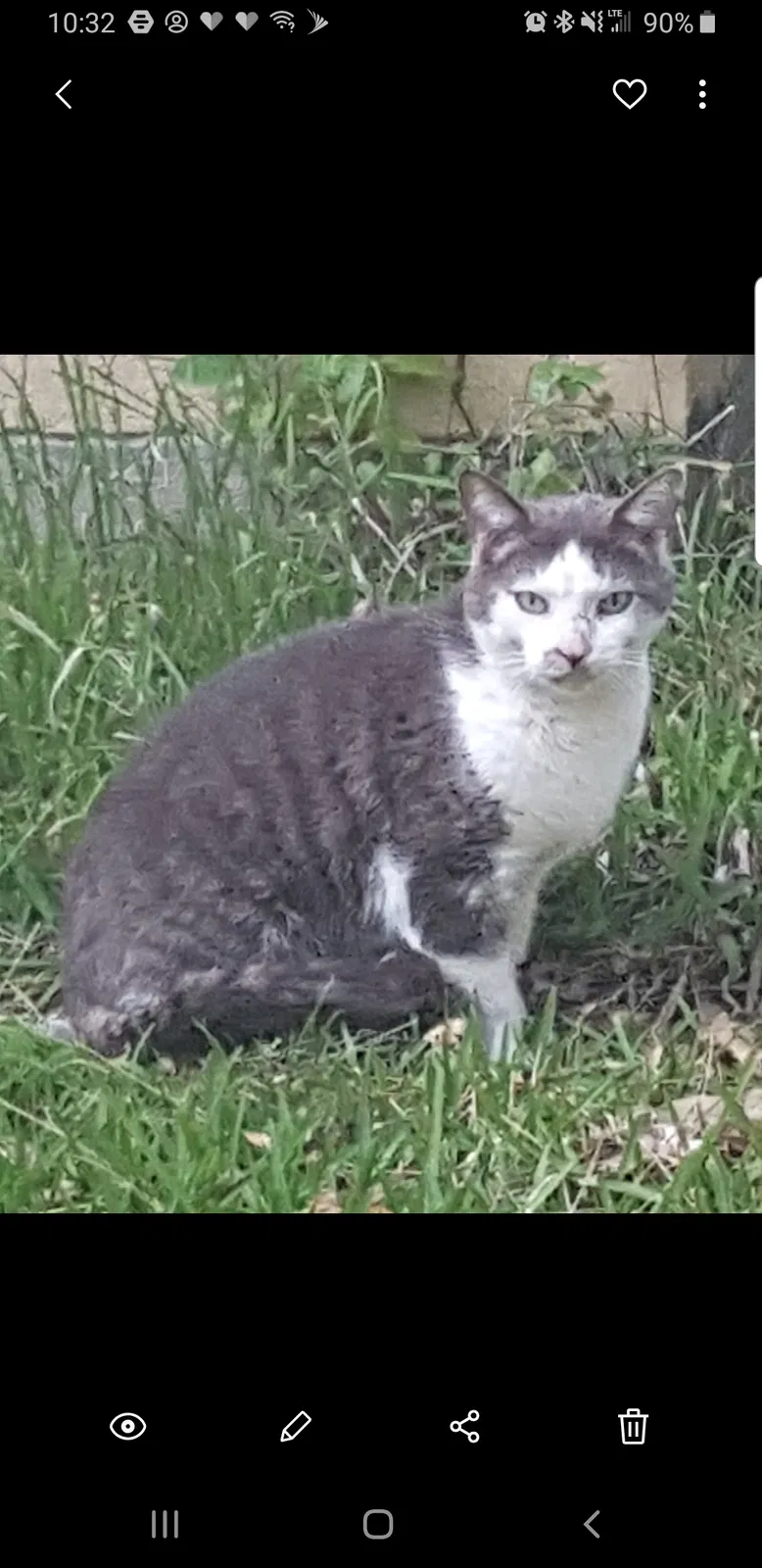 Lost cat in Plano, TX, 75023