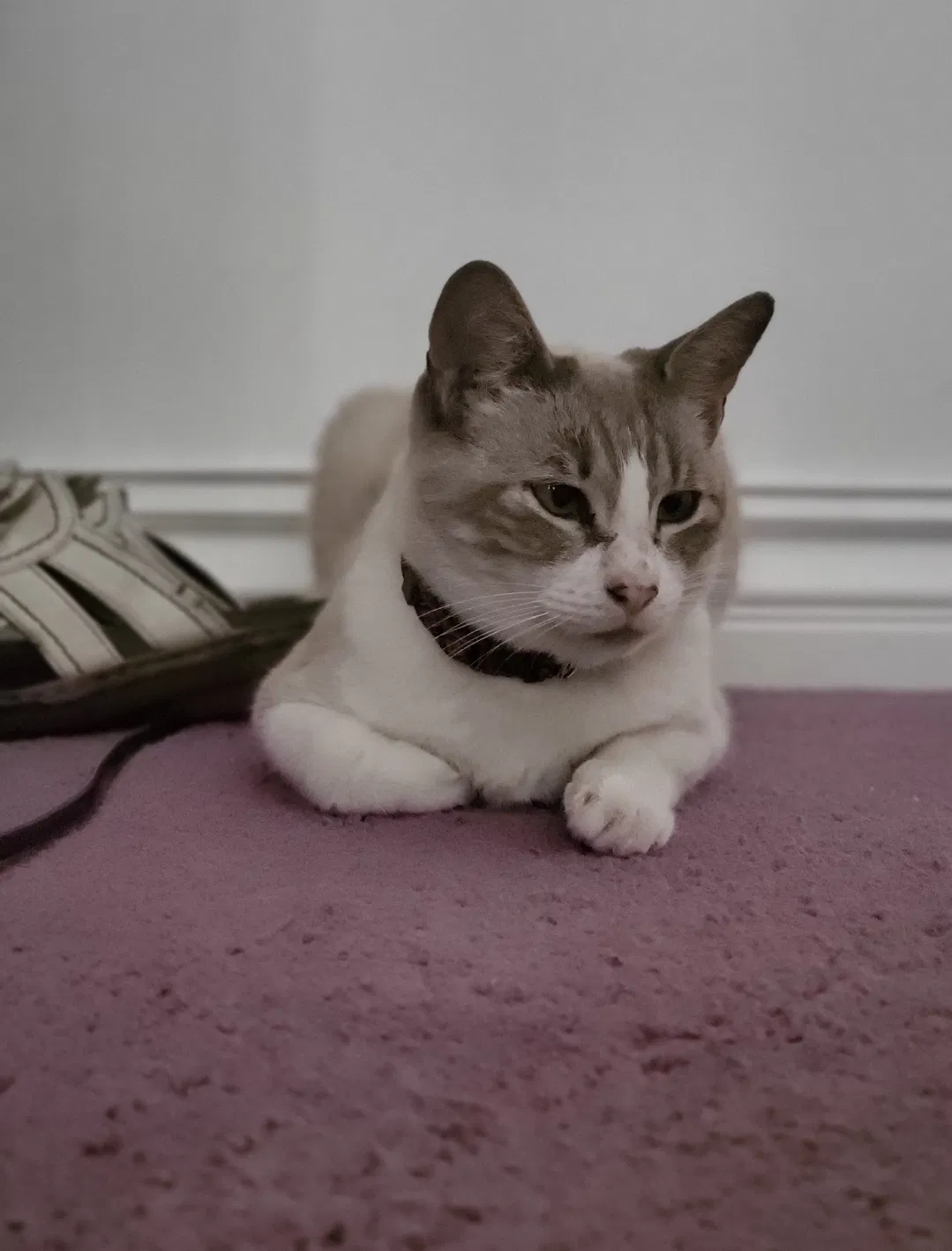 Lost cat in San Bernardino, CA, 92404