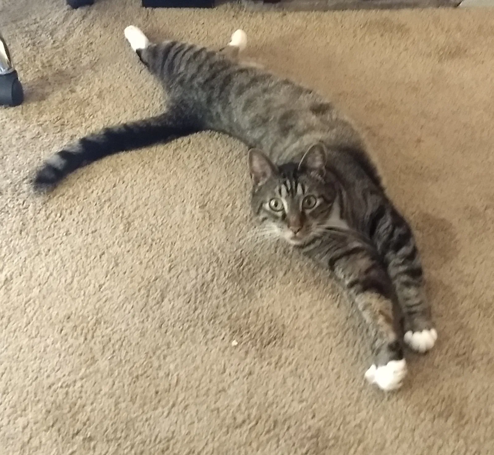 Lost cat in Troutdale, OR, 97060