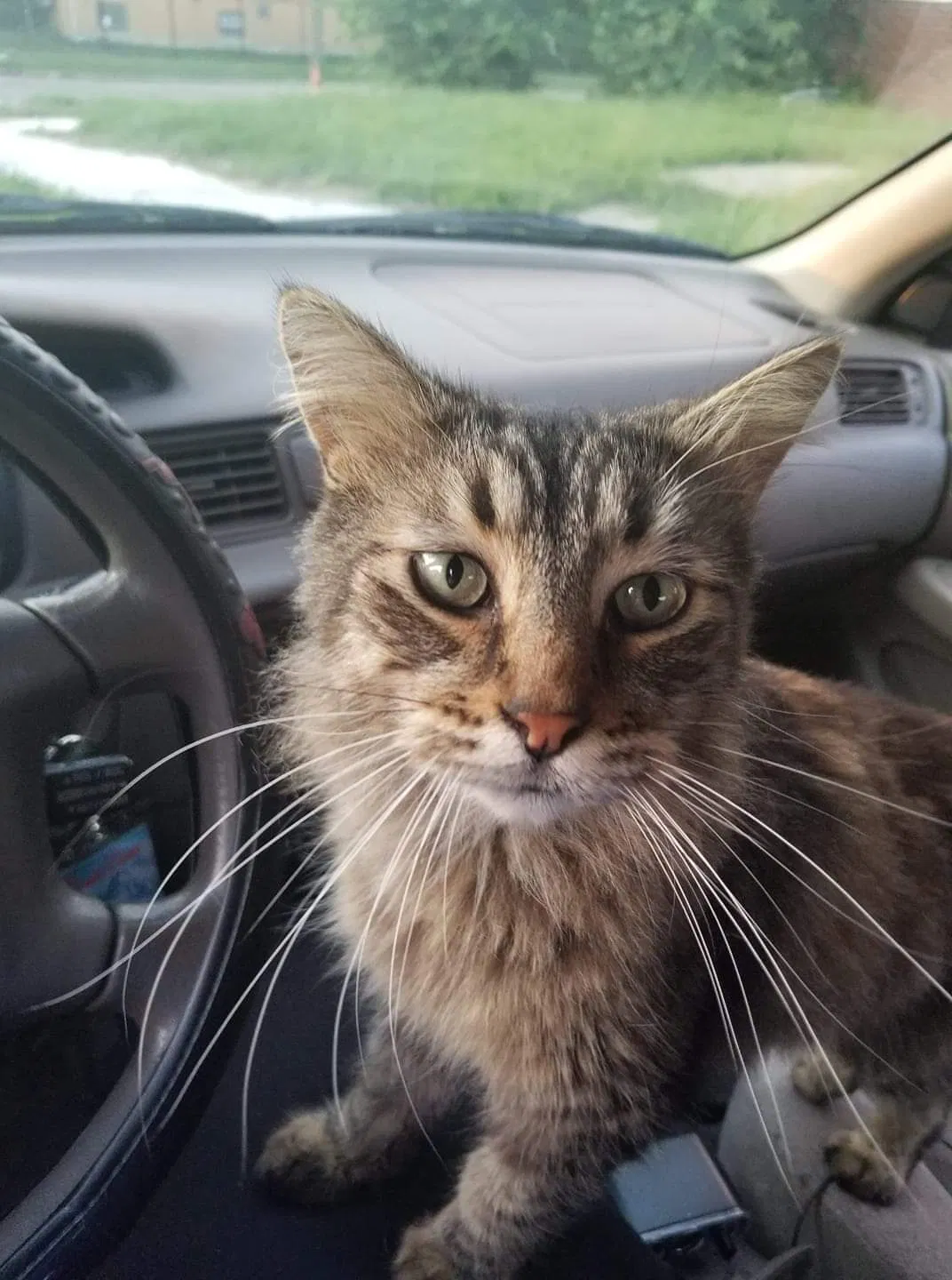 Lost cat in Detroit, MI, 48215