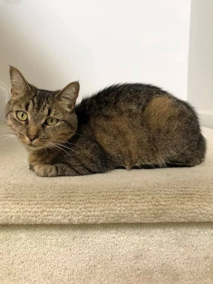 Lost cat in Cumming, GA, 30028