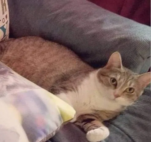 Lost cat in Chuckey, TN, 37641