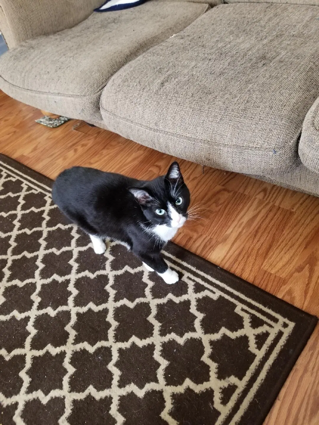 Lost cat in Beaver Dam, WI, 53916
