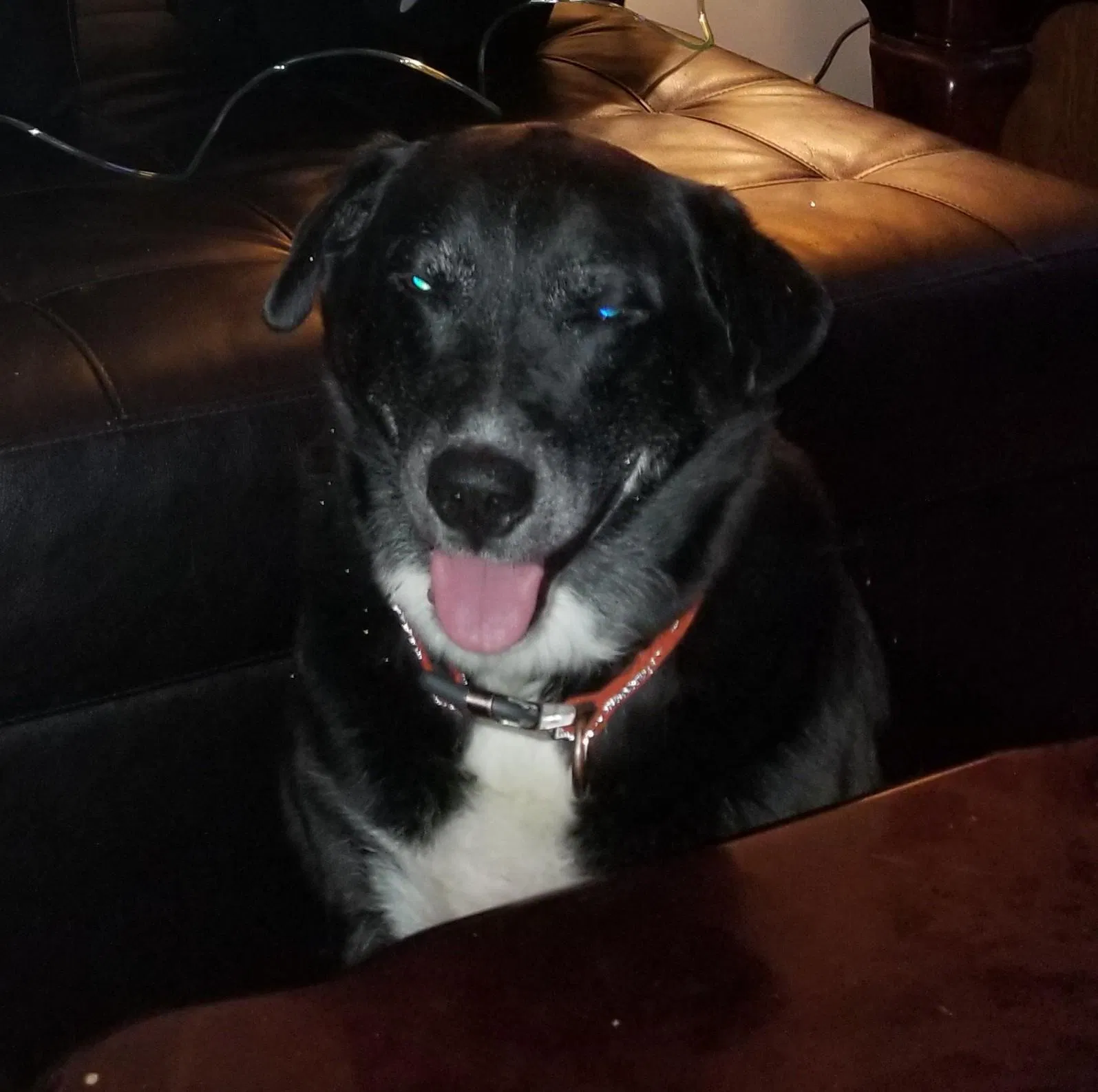 Lost dog in Rome, GA, 30165