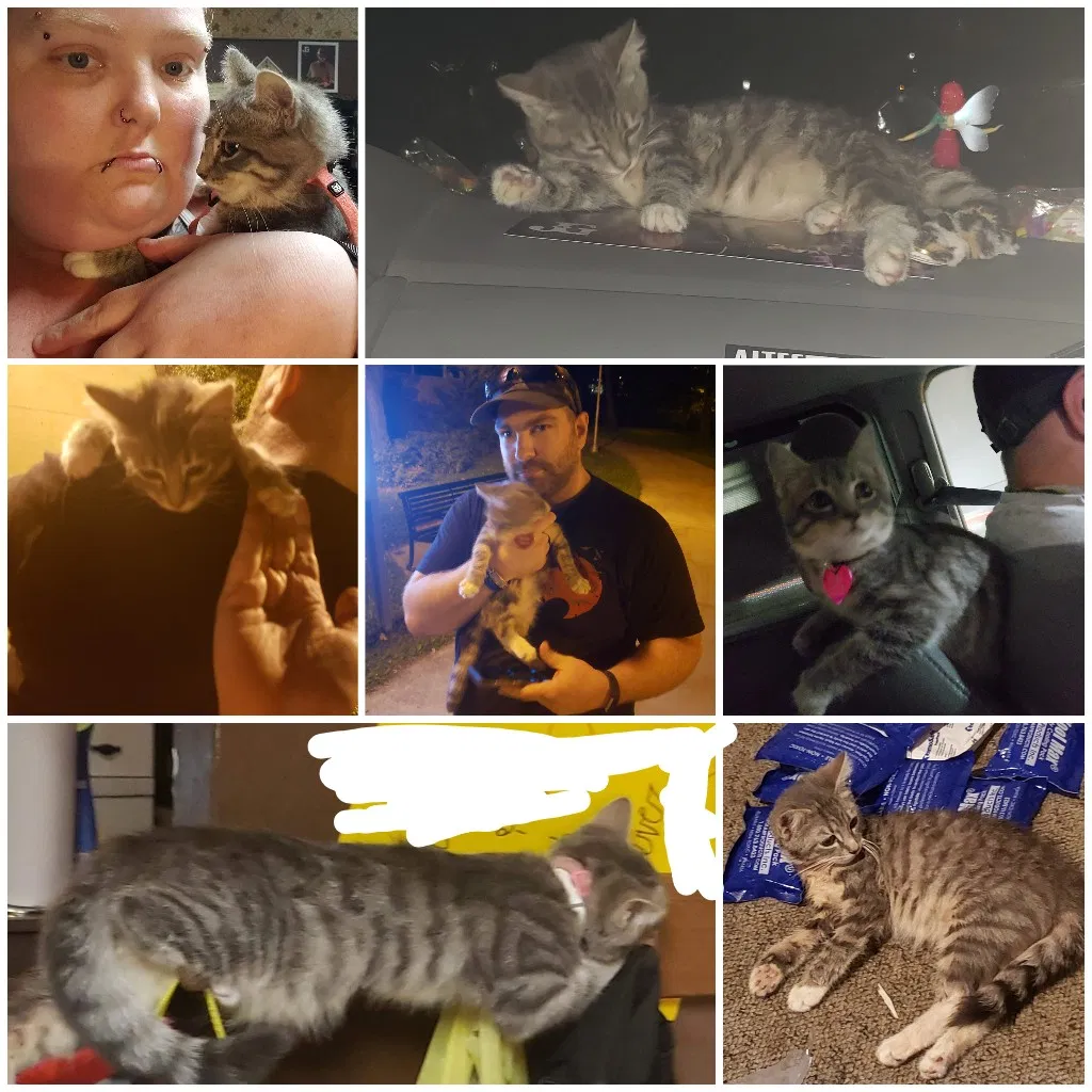 Lost cat in Altoona, PA, 16601