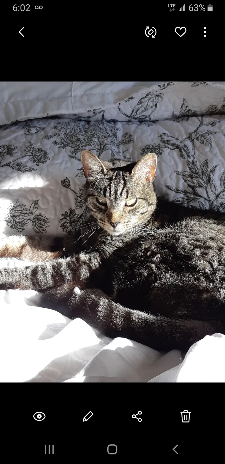 Lost cat in Colorado Springs, CO, 80924