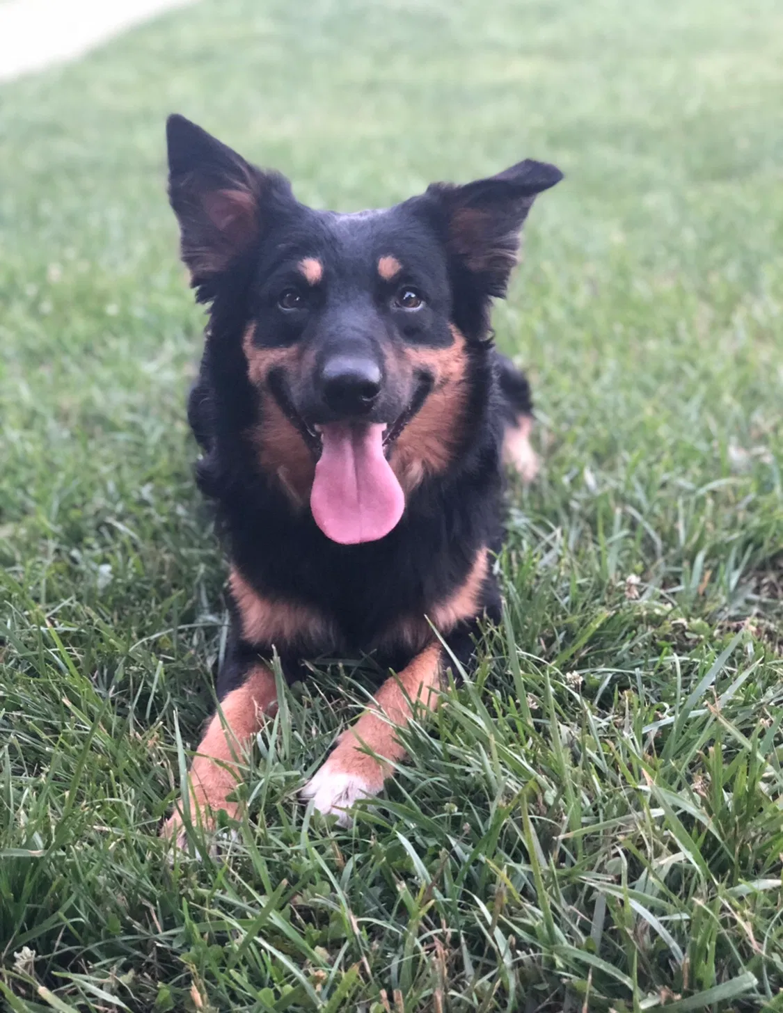 Lost dog in Independence, MO, 64052