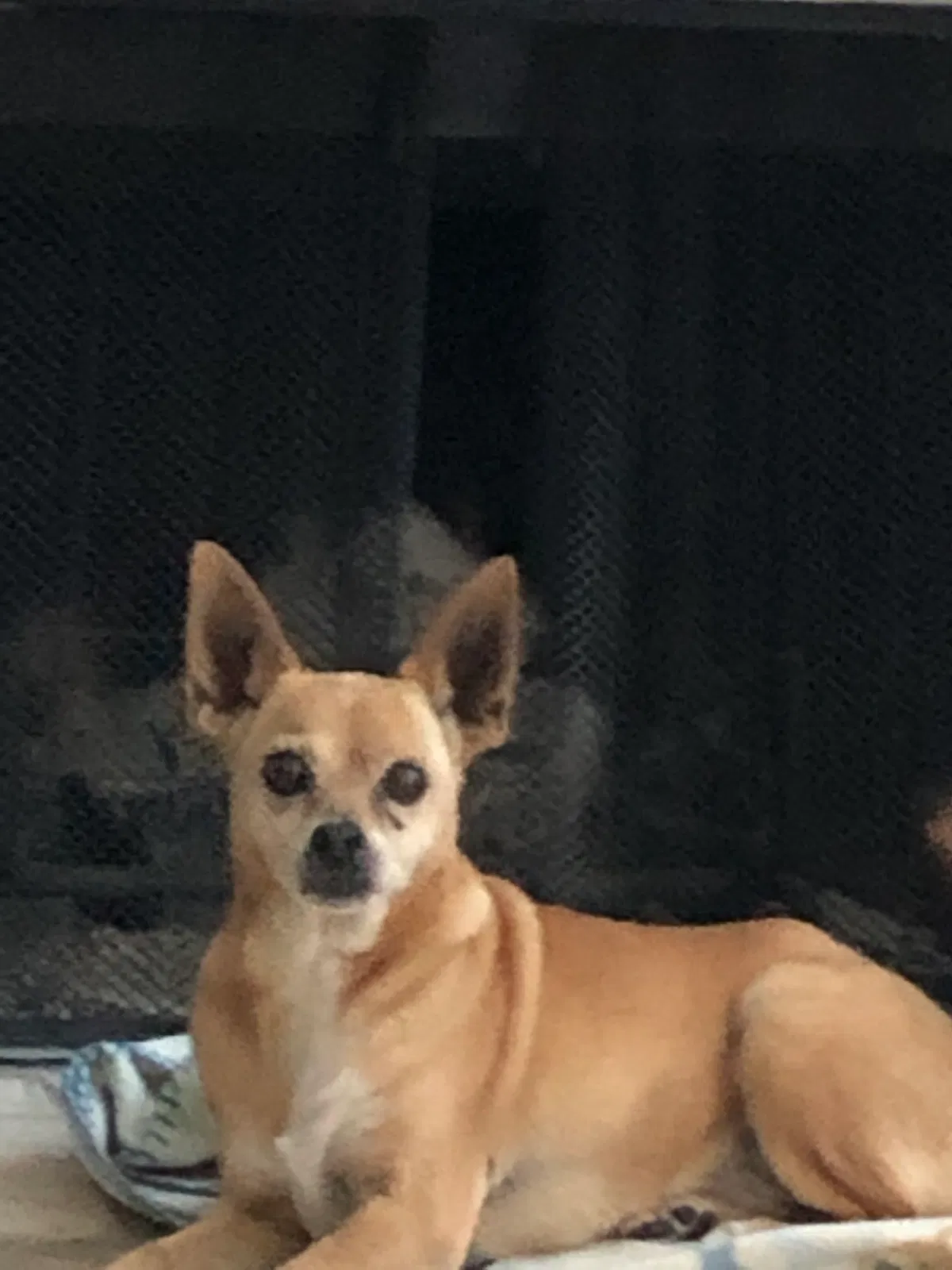 Lost dog in Fort Worth, TX, 76120