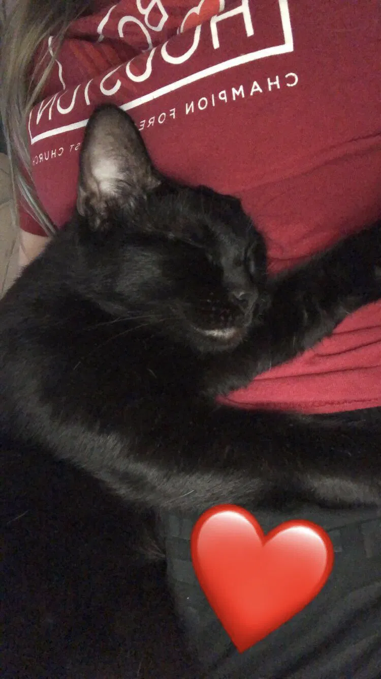 Lost cat in Spring, TX, 77379