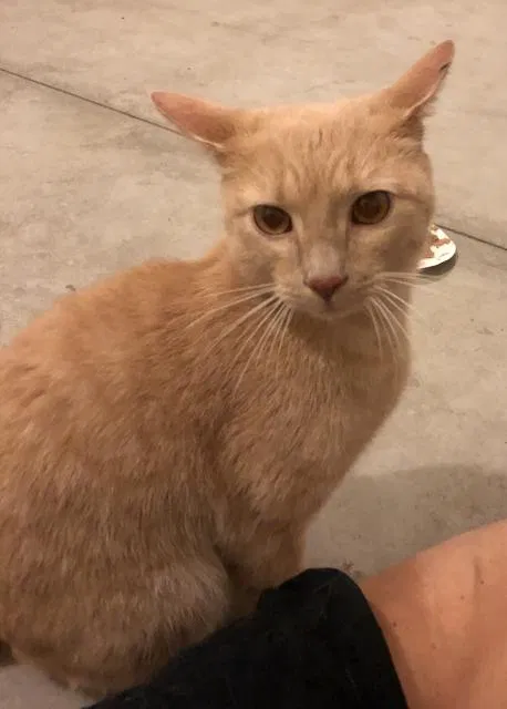 Lost cat in Schenectady, NY, 12309