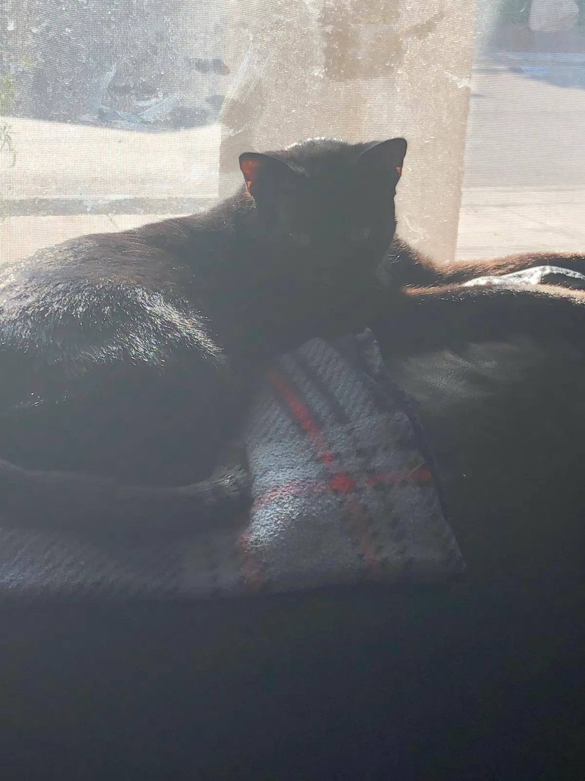 Lost cat in El Paso, TX, 79938