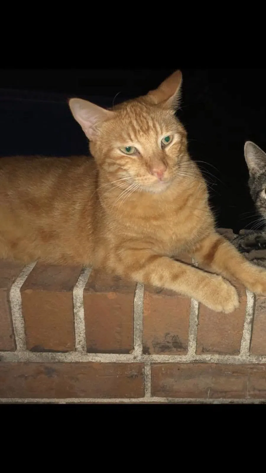 Lost cat in Brandon, MS, 39042