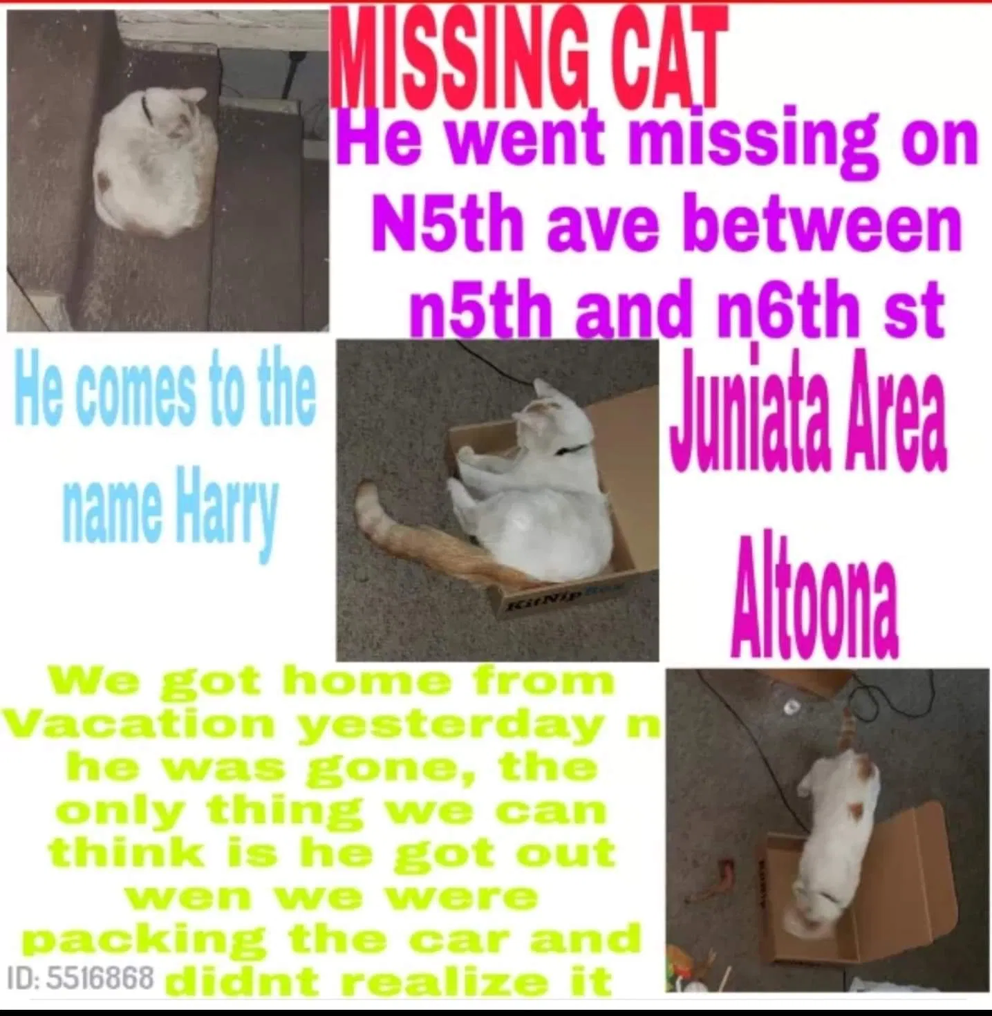 Lost cat in Altoona, PA, 16601