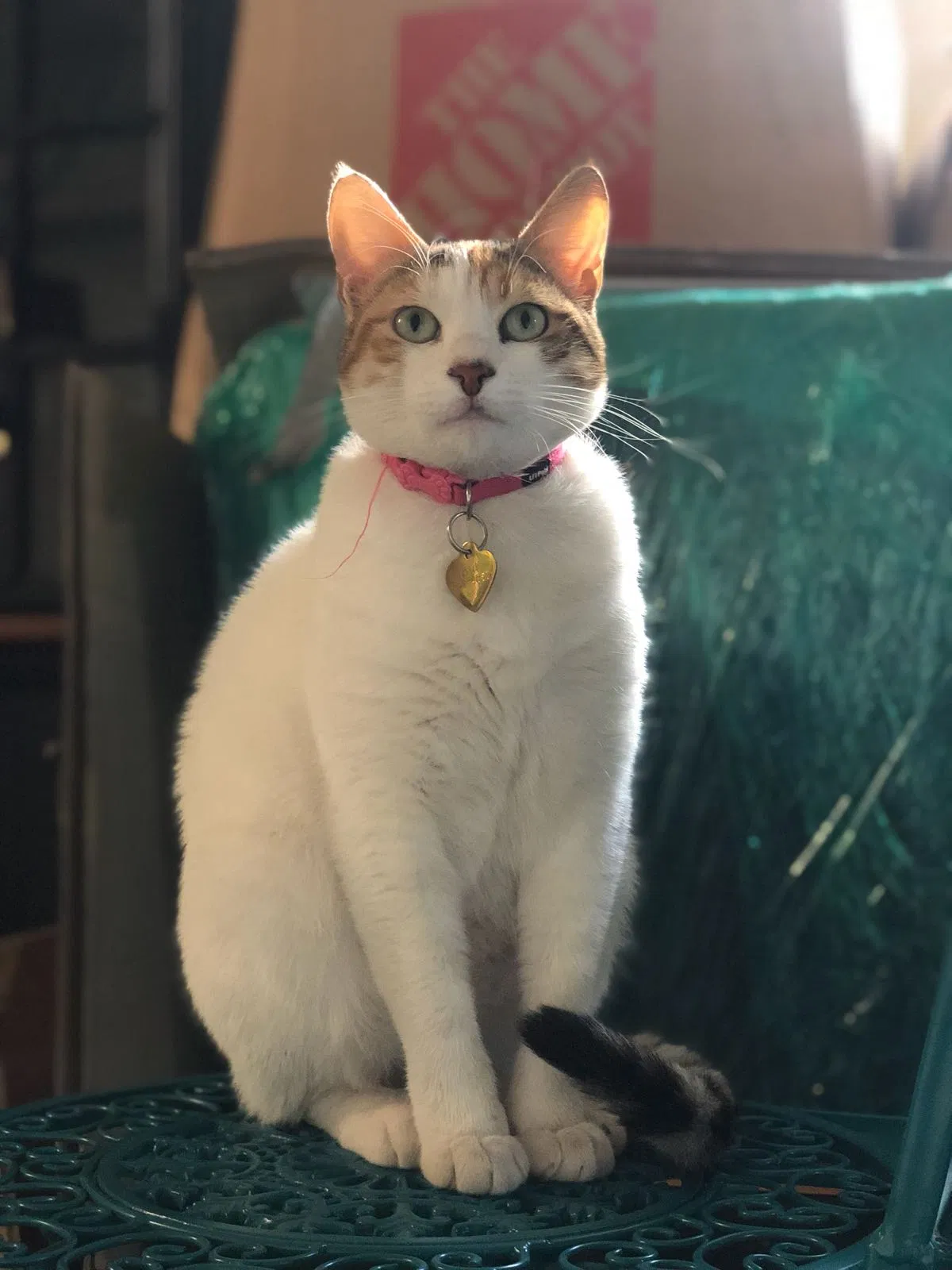 Lost cat in Castro Valley, CA, 94546