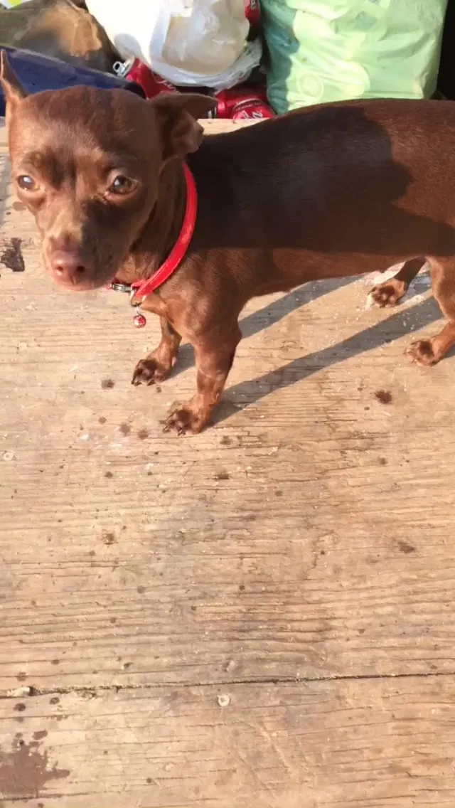 Lost dog in Stockton, CA, 95204