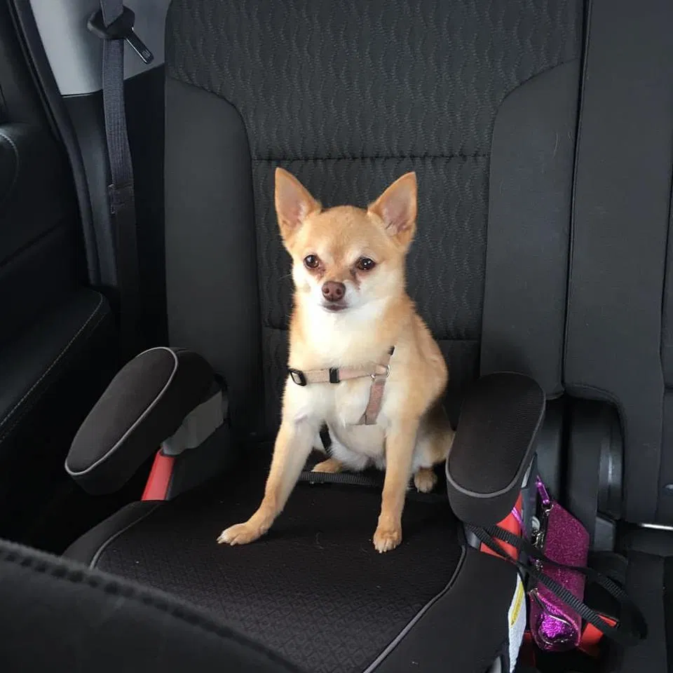 Lost dog in Fort Worth, TX, 76114