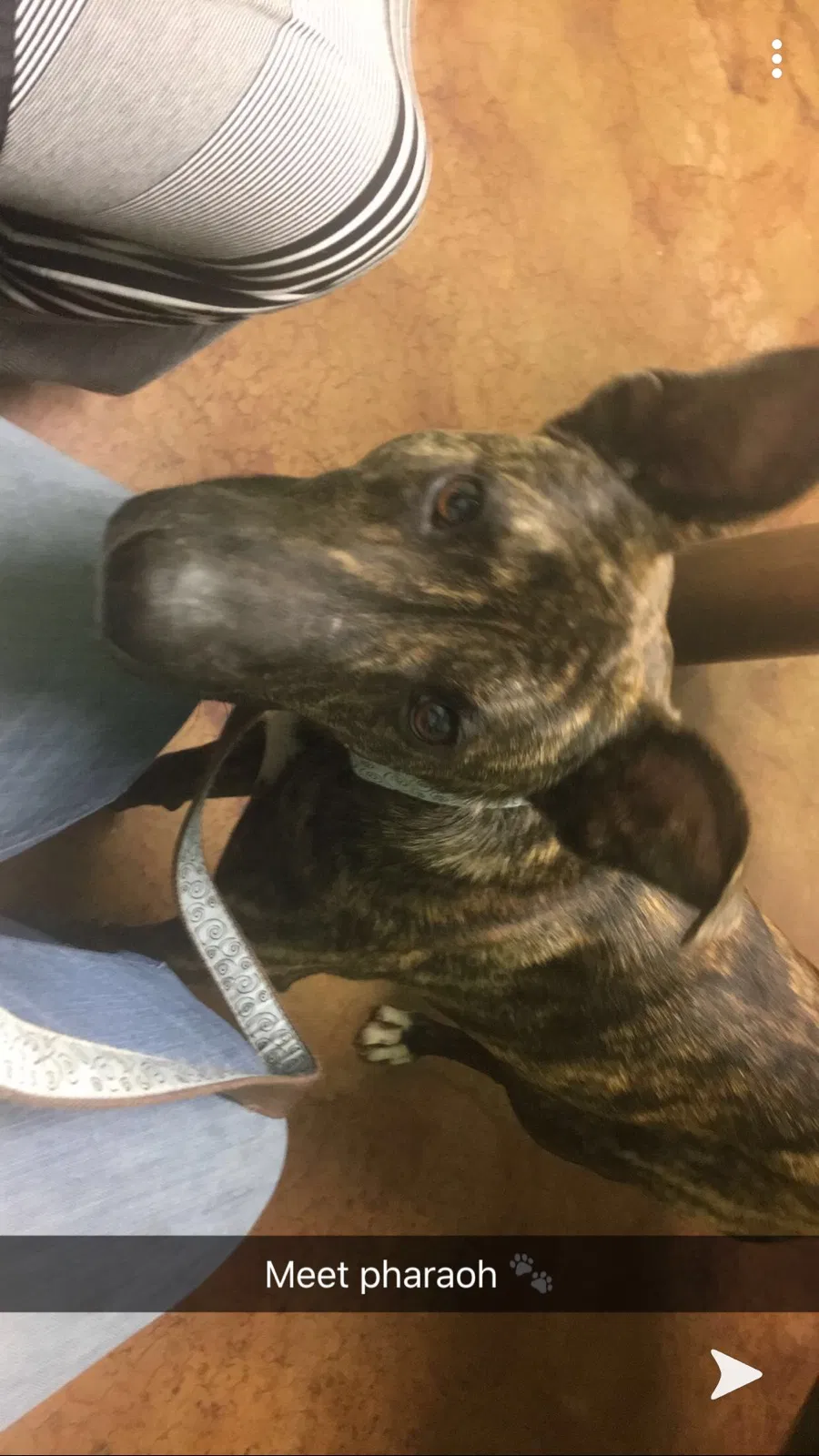 Lost dog in Memphis, TN, 38122