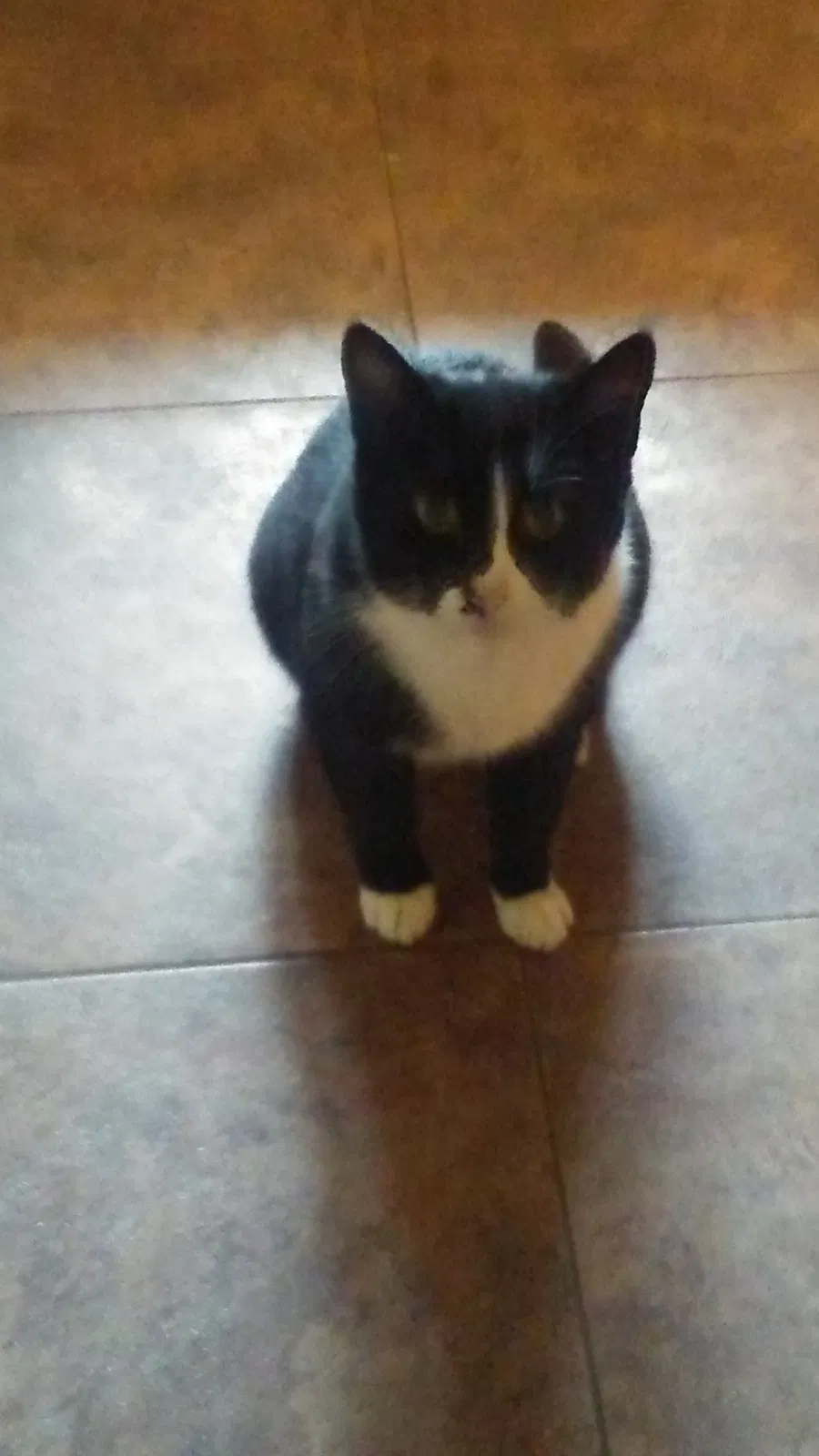 Lost cat in Cleveland, TN, 37312