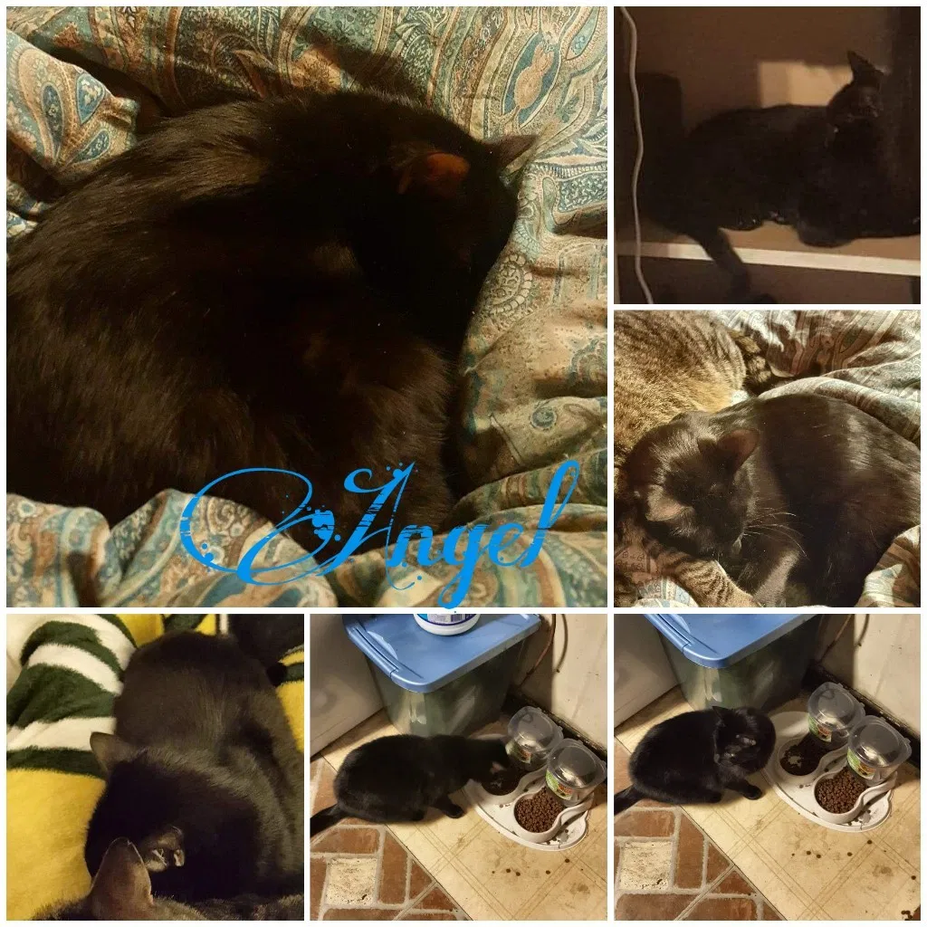 Lost cat in Altoona, PA, 16601