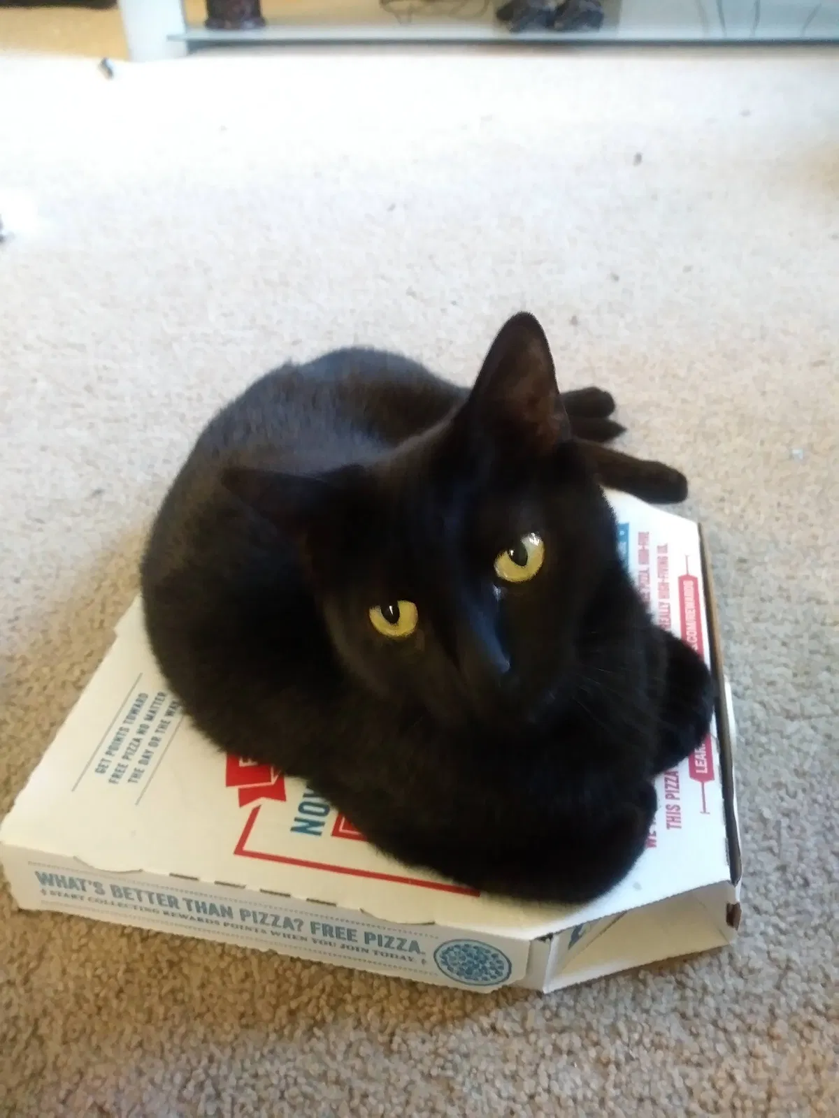 Lost cat in Punta Gorda, FL, 33950