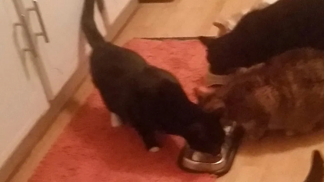 Lost cat in Toledo, OH, 43623