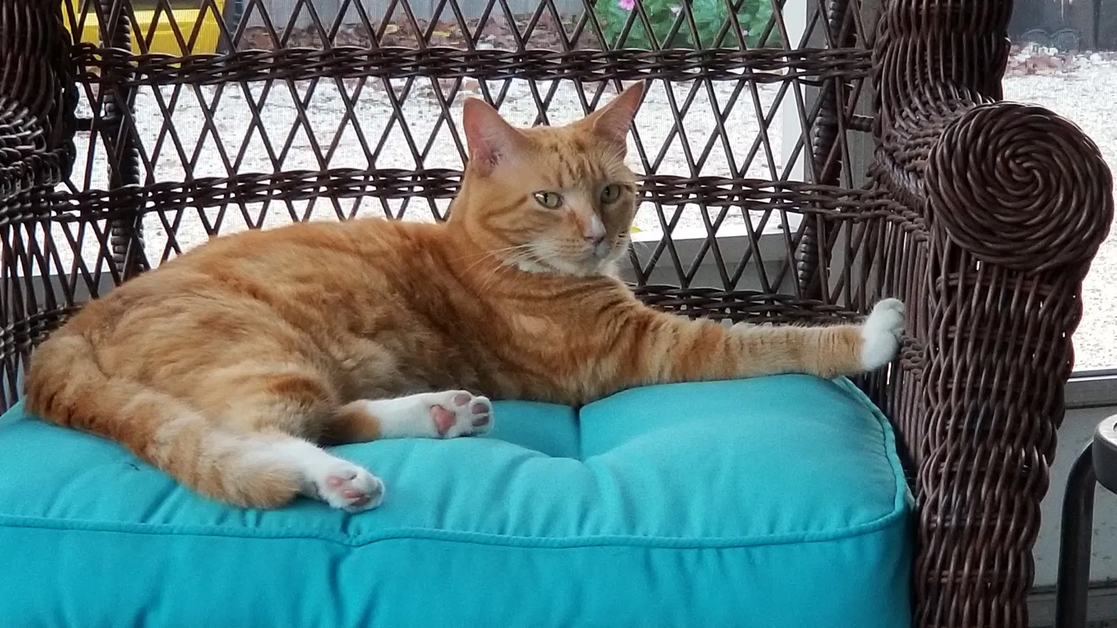 Lost cat in Orlando, FL, 32806