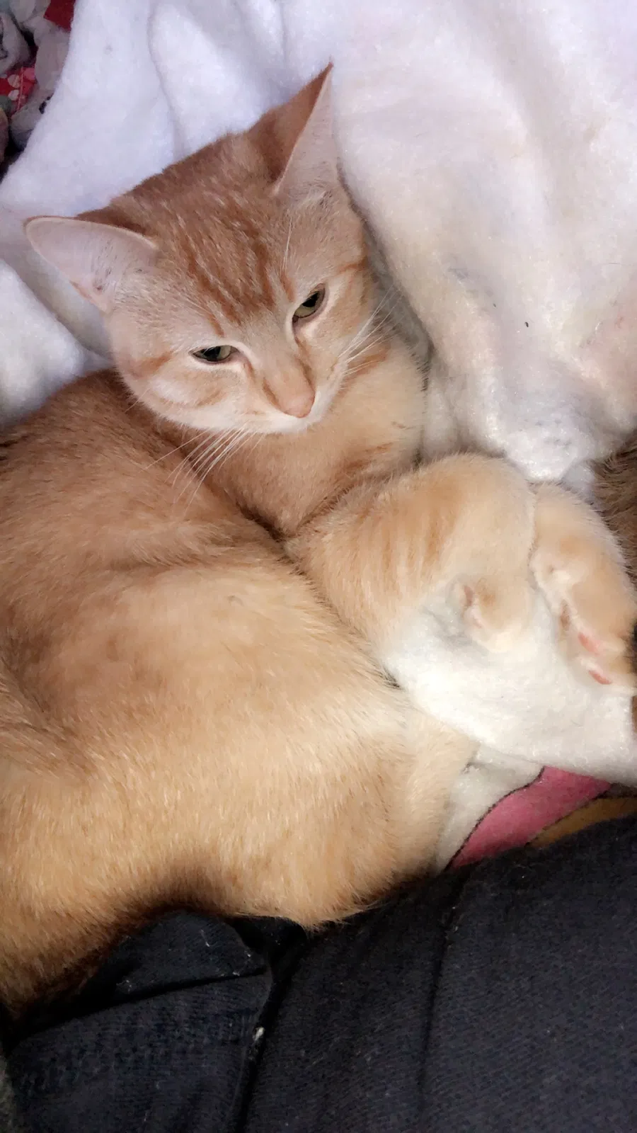 Lost cat in Lansing, KS, 66043