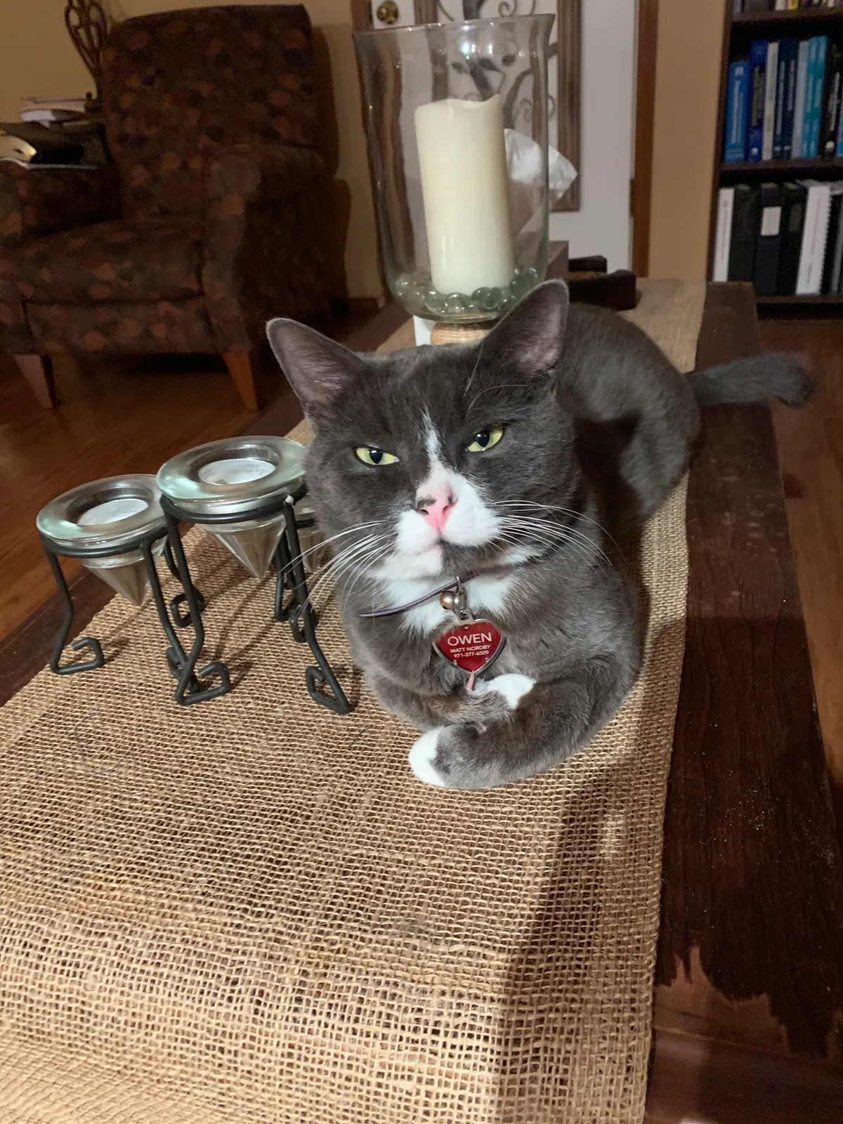Lost cat in Portland, OR, 97267