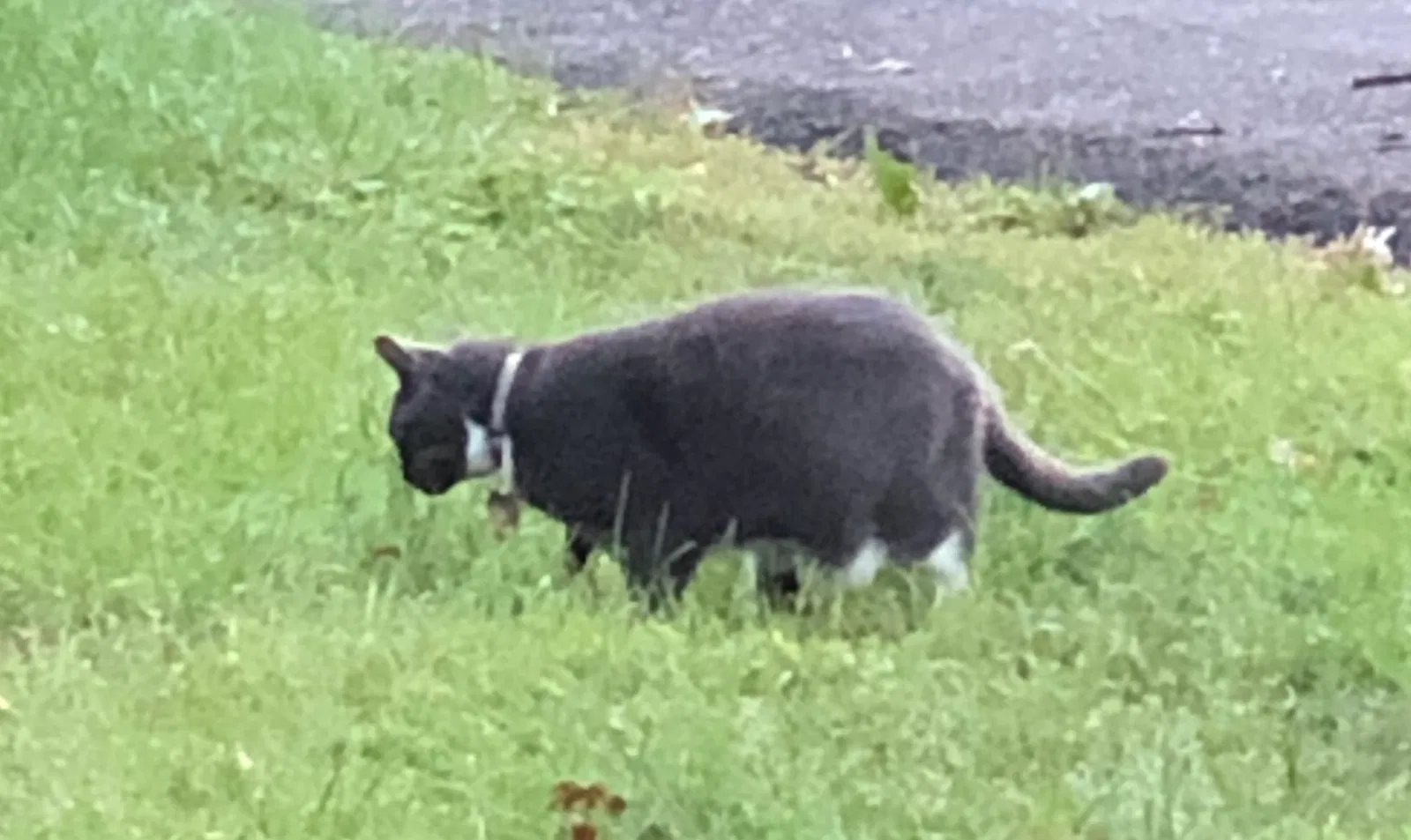 Lost cat in Annandale, VA, 22003