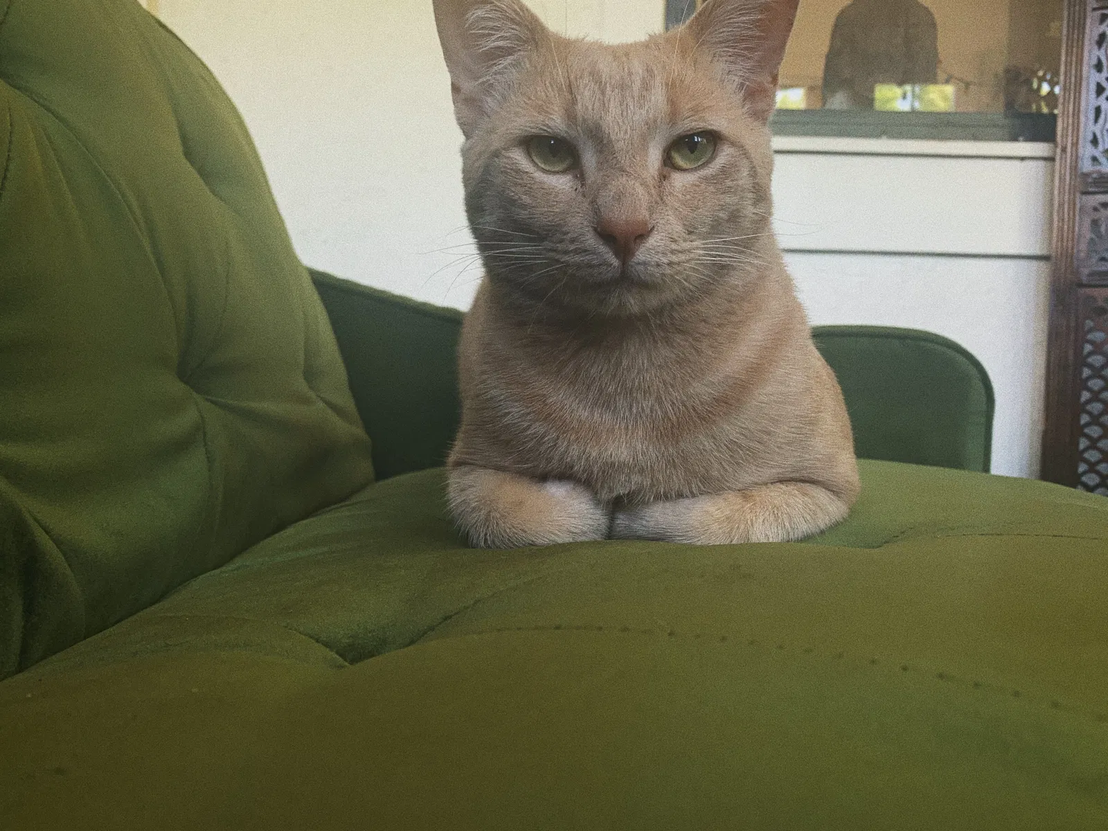 Lost cat in Albuquerque, NM, 87106