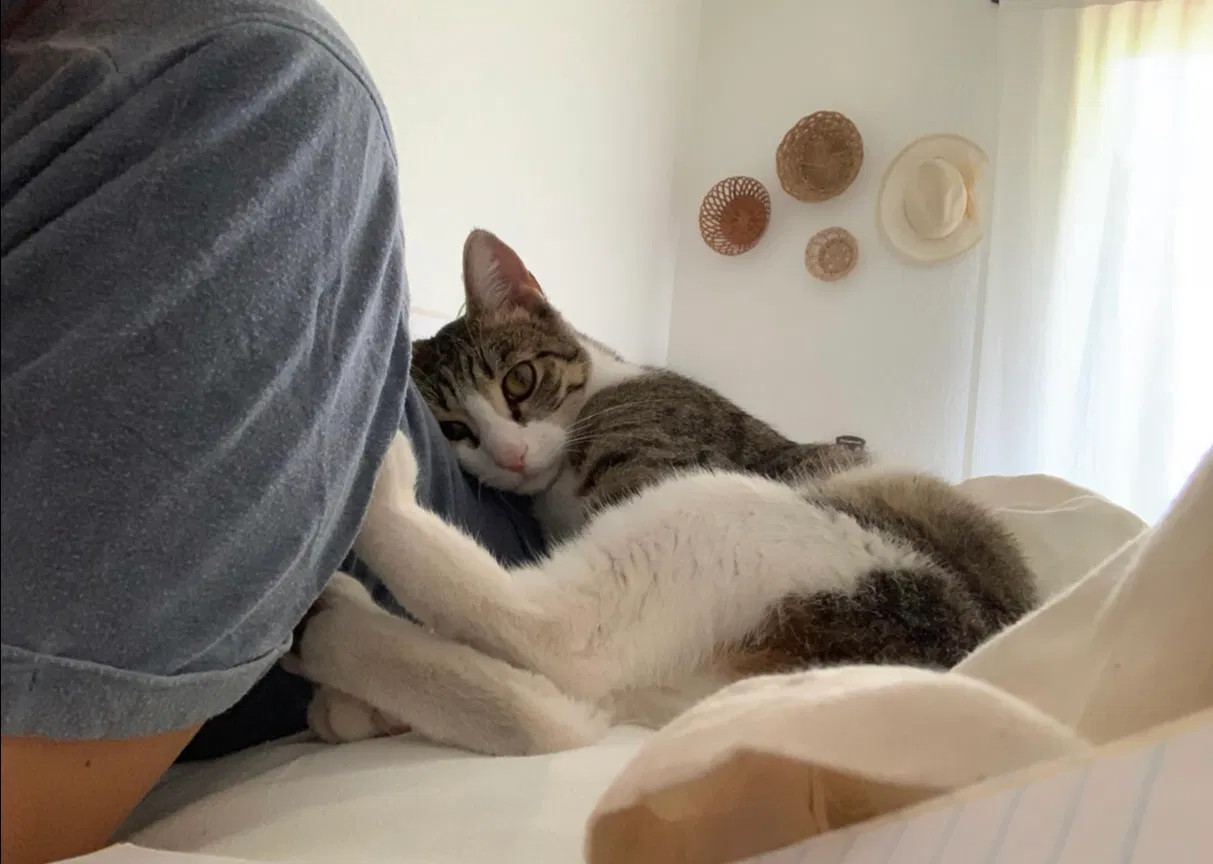 Lost cat in Redding, CA, 96003