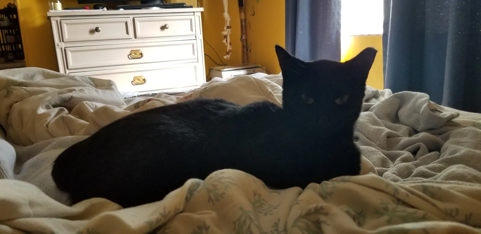 Lost cat in Jacksonville, FL, 32257