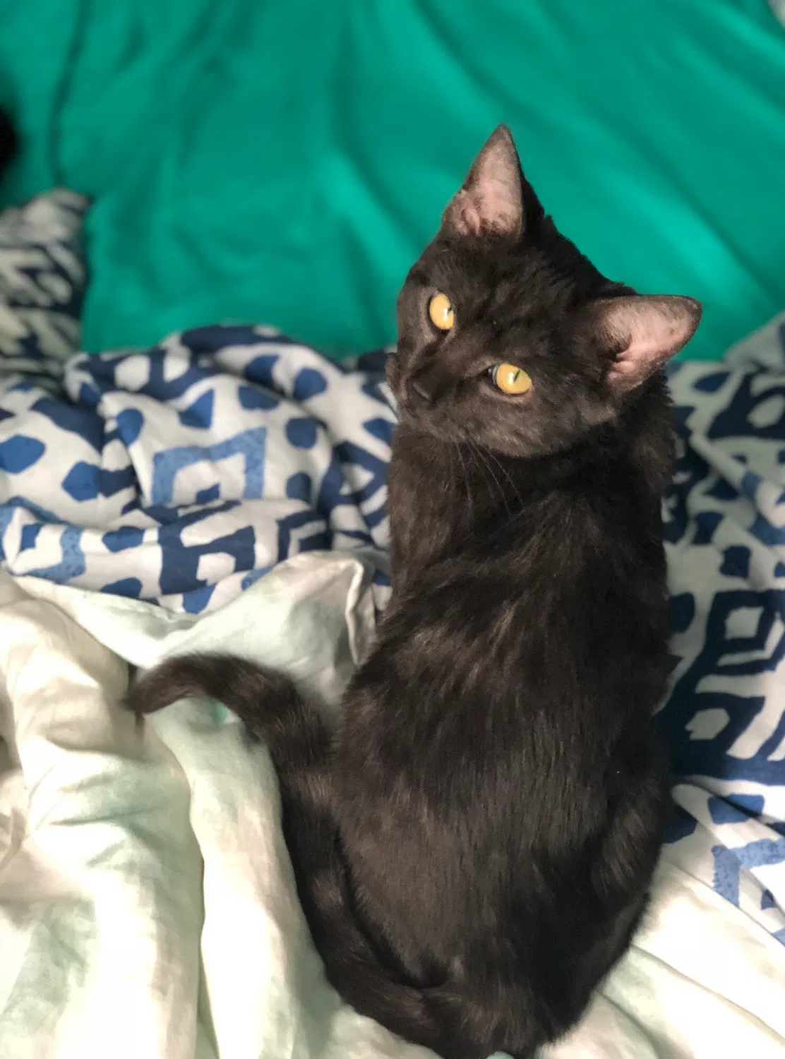 Lost cat in Knoxville, TN, 37918