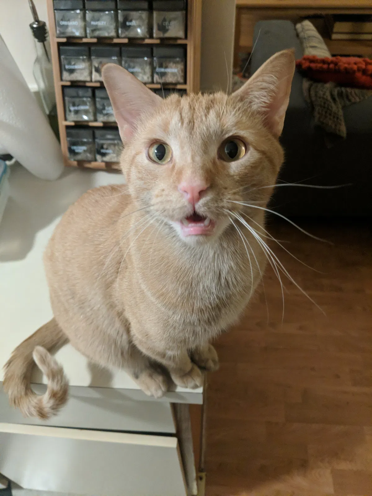 Lost cat in Streamwood, IL, 60107